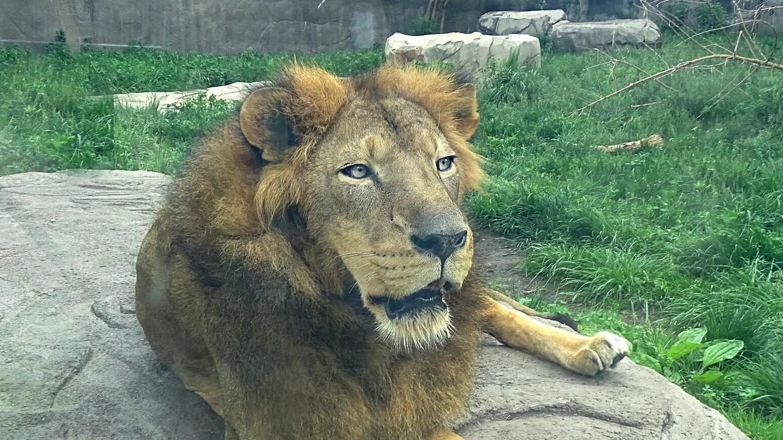 'The roar is back' at the Great Plains Zoo as Simba, the lion, arrives