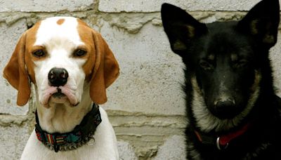 NO COMMENT: "No es mi mascota, es mi familia" protesta en México por los derecho de los animales