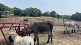 Not your typical Eeyore: Donkeys on local farm are "just big dogs"