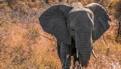 Un elefante mata a un turista español