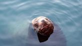 Rising mercury levels may contribute to declining Steller sea lion populations