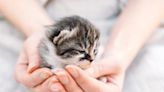 How Much Does a New Kitten Cost? Everything You Need to Budget for Your Kitty's First Year