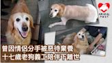曾因情侶分手被棄養惡待 十七歲老狗在眾義工陪伴下離世 - 香港動物報 Hong Kong Animal Post
