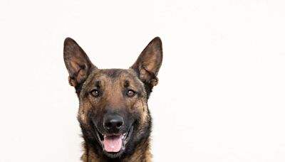 Belgian Malinois Tries Not to Be Obvious About Begging and Fails Miserably