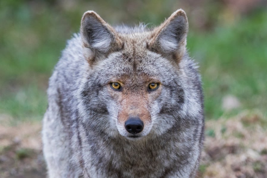 Helicopter crew saw coyotes, not wolves, Nevada wildlife official says