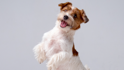 Tiny Puppy Doing the ‘River Dance’ at Vet Clinic Wins the Internet