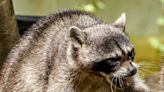Officials warn of rabid raccoon in Dartmouth area | ABC6