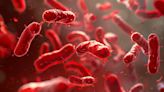 Vampire Bacteria? Scientists Uncover Blood-Hunting Behavior in Common Bacteria