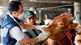 Foot and mouth disease casts shadow over Eid festival in Indonesia