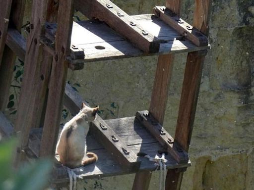 El impacto de los gatos asilvestrados en los Sotos de la Albolafia