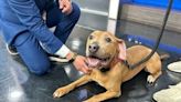 Furever Friday: Pit-mix Pez looking for a forever home