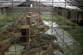 Crocodile farm