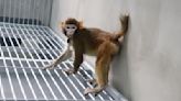 Meet Retro — the first rhesus monkey cloned using a new method