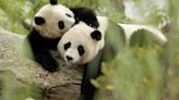 El zoológico de San Diego en California recibirá a dos osos panda gigantes provenientes de China