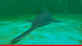 Distressed endangered sawfish euthanized nearly a month after rescue