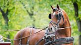 Senior Rescue Carriage Horses Finally Get the Care They Deserve at Animal Sanctuary