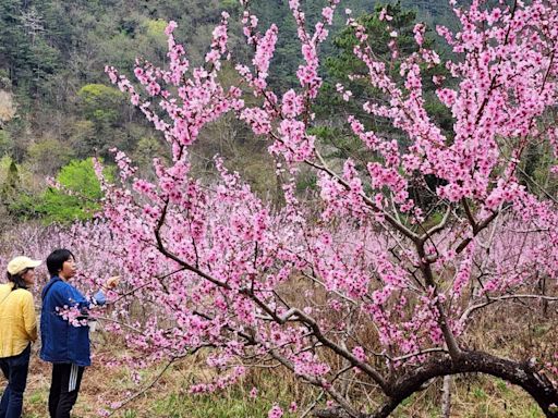 台中武陵農場粉紅桃花登場 3月底至4月初最佳賞花期