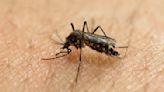 CDC issues dengue fever alert in the U.S.