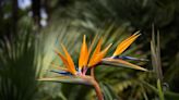 How to Grow Stunning Bird-of-Paradise Plants That Bloom Year After Year