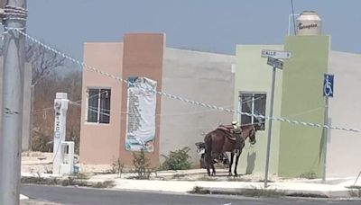 Denuncian crueldad animal en Yucatán; caballo es amarrado bajo los rayos del sol | El Universal