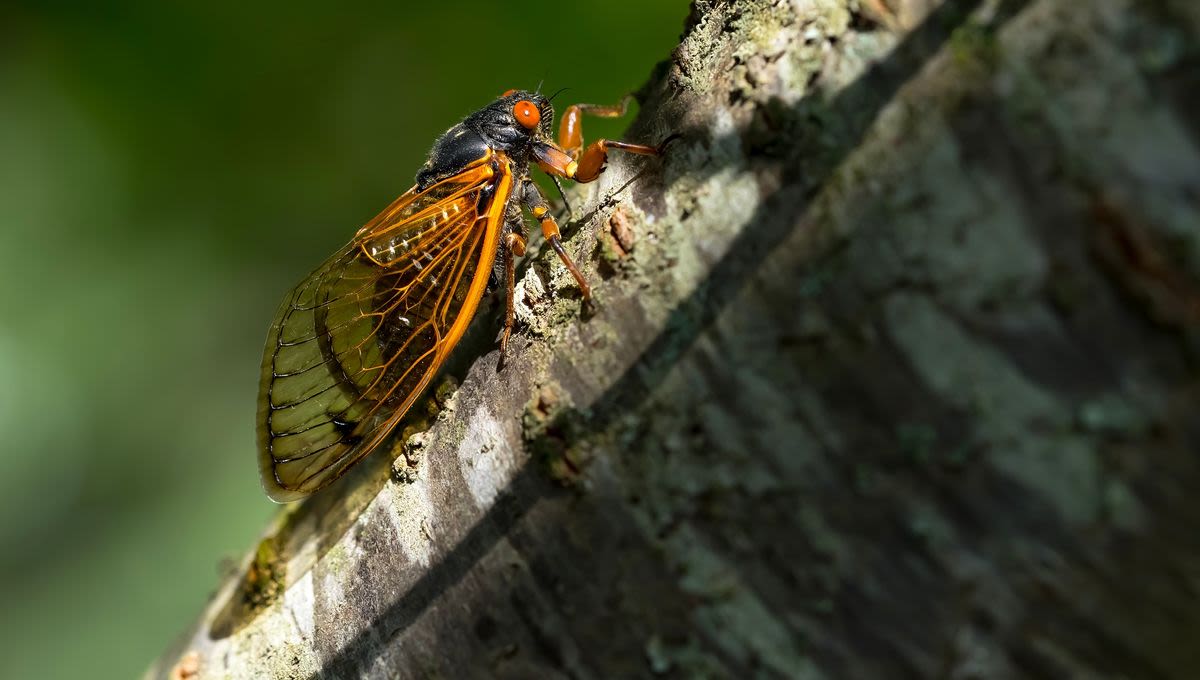 Want To Seduce A Cicada? Let David Attenborough Show You How