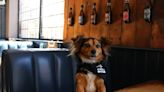 Ohio Brewery's Clever Way of Giving Back to Shelter Pets Is Such a Hit