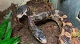 Beloved Two-Headed Snake Back on Public Display at Texas Zoo After 2 Years Absence