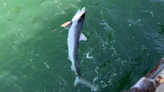 How a Florida fisherman looking for grouper caught a ‘monster’ shark at landmark pier