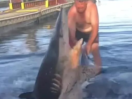 ¿Valiente o irresponsable? Se hace viral por arriesgar su vida al agarrar la aleta de un tiburón y provocarlo | Mundo