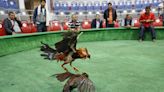 Las peleas de gallos en Colombia, un espectáculo atrapado en el tiempo