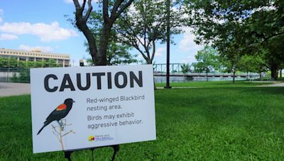How to avoid the swooping, squawking of red-winged blackbirds along the Grand Rapids riverfront this spring