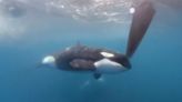 Orcas ram boat causing it to sink near Strait of Gibraltar