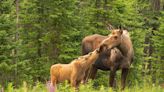 Alaska moose kills man trying to take pictures of twin calves - Outdoor News