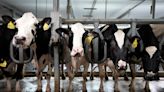Could mRNA vaccine protect cows and people against bird flu?