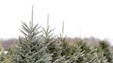 Where to cut down a Christmas tree in the Hudson Valley