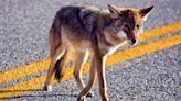 Coyotes in Tampa? Here's what to do if you see them