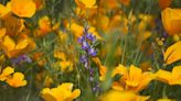 Will Northern California get a superbloom? Where to see wildflowers this spring