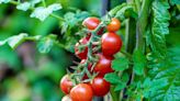 8 Tips for Growing Cherry Tomato Plants That Will Thrive All Season