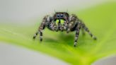 Bold jumping spiders can literally go blind with hunger