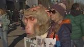 PETA protests UW research center with giant monkey at Apple Cup