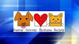 Beaver County Humane Society urgently seeking fosters after increase in stray dogs being brought in