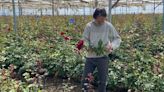 Josep Pons, el único productor de rosas en Cataluña: "Sin Sant Jordi, ya hubiéramos dejado de cultivarlas"