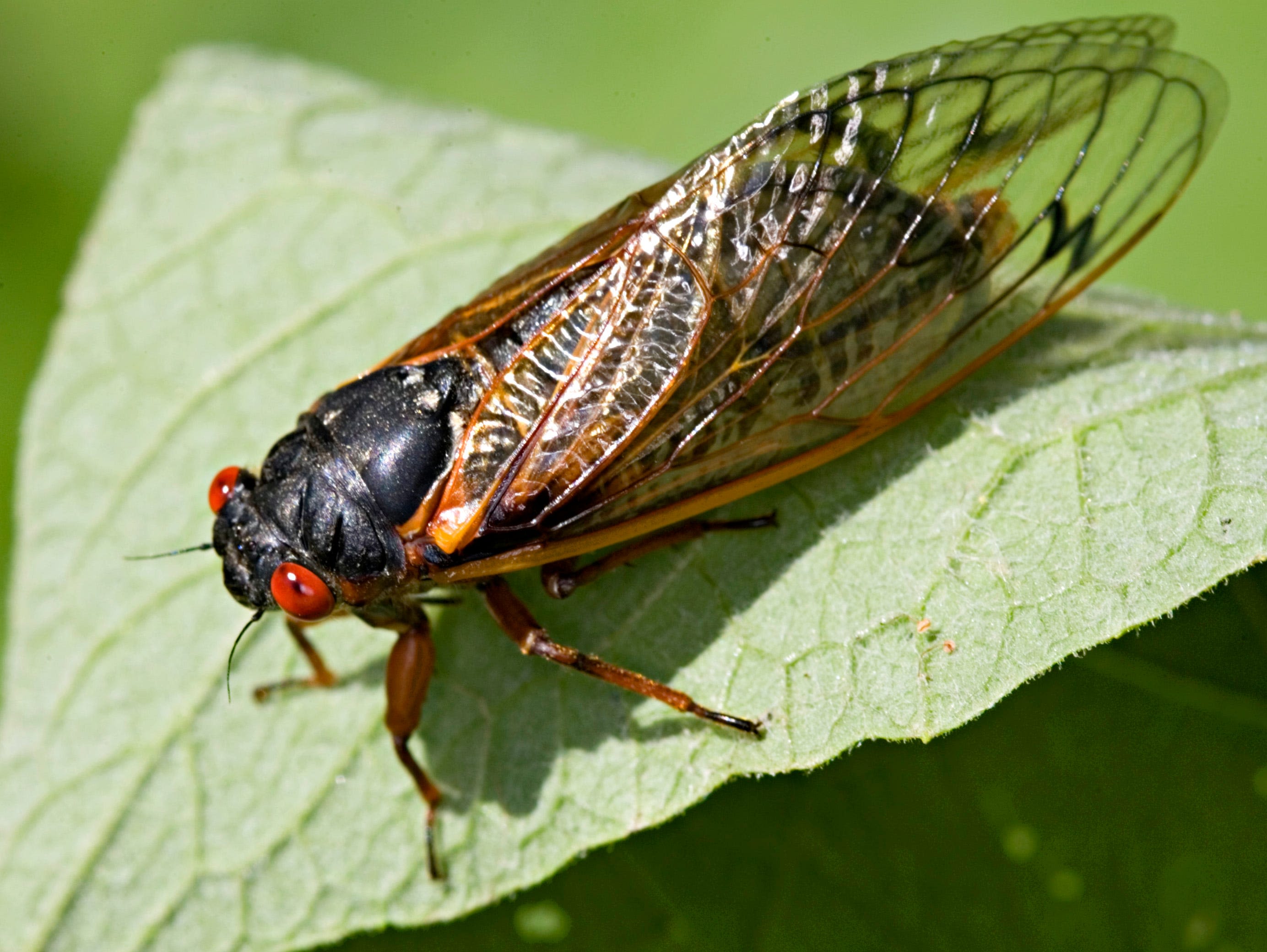 You can try beer, and a dessert, made with cicadas at Lake Geneva's 'Cicadapalooza'