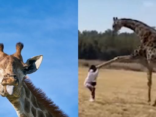 Watch: TikToker goes airborne after wild giraffe's brutal kick sparking funny reactions