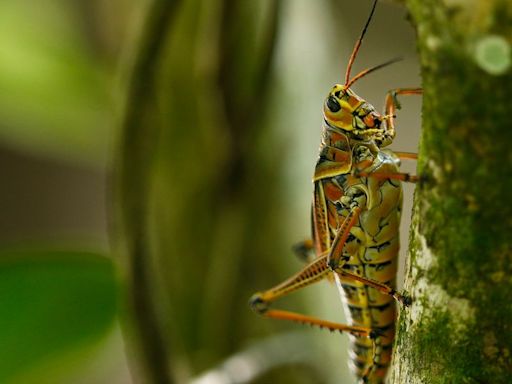 I Just Learned You Can Turn A Grasshopper Into A Locust By Tickling It, And I Wish I Was Kidding