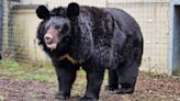 Bear rescued from Ukraine dies in West Lothian zoo