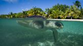 UK pledges nearly £75 million to marine conservation projects