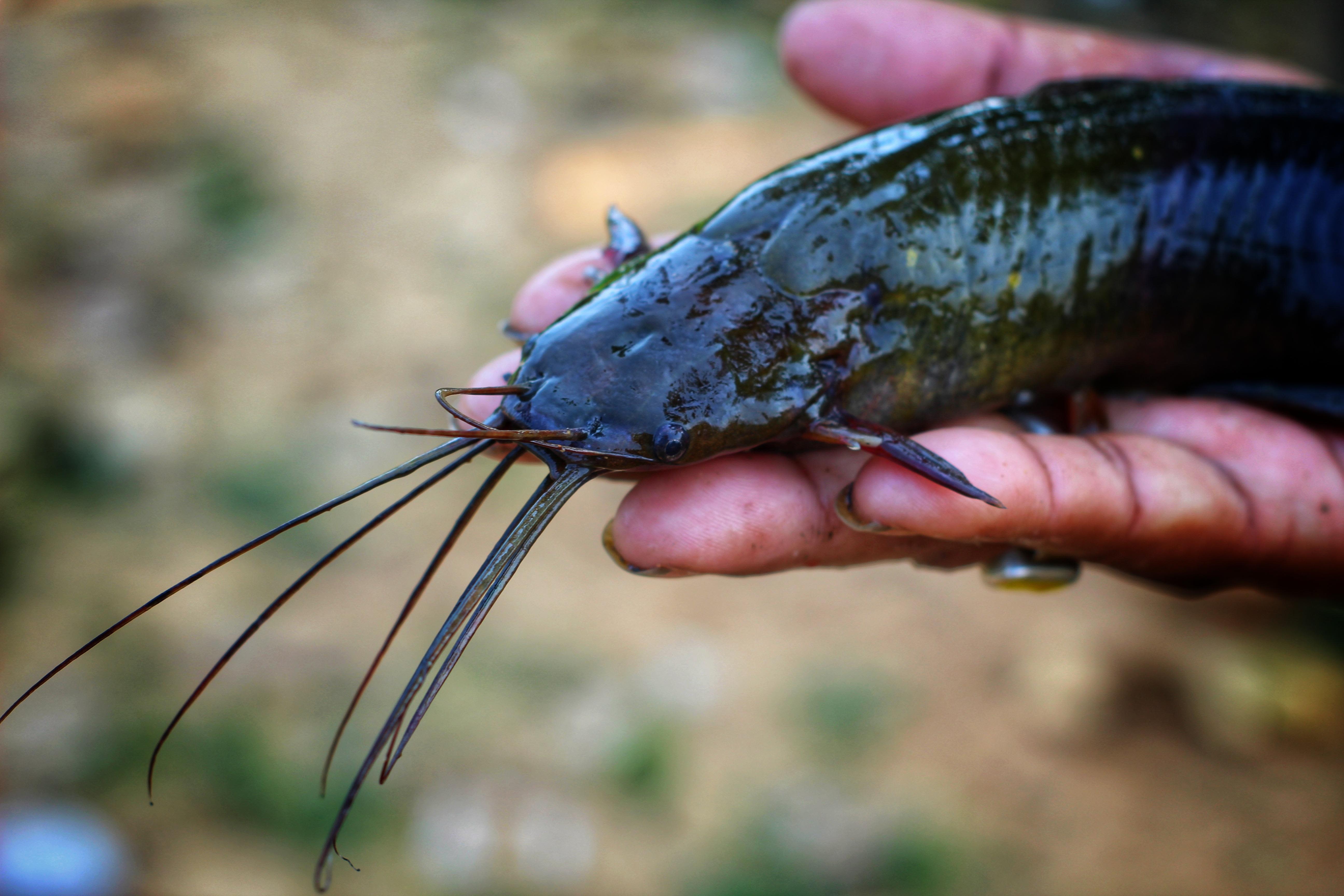 Hurricane Debby sends walking catfish to Florida homes