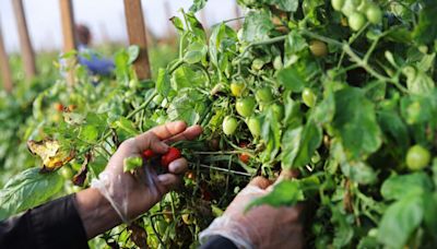 Despite vetoes, labor rights for some Maine farmworkers will increase under new federal rule