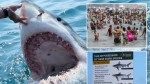 Sharks incidents in Long Island waters the ‘new norm’ after uptick in bites last summer